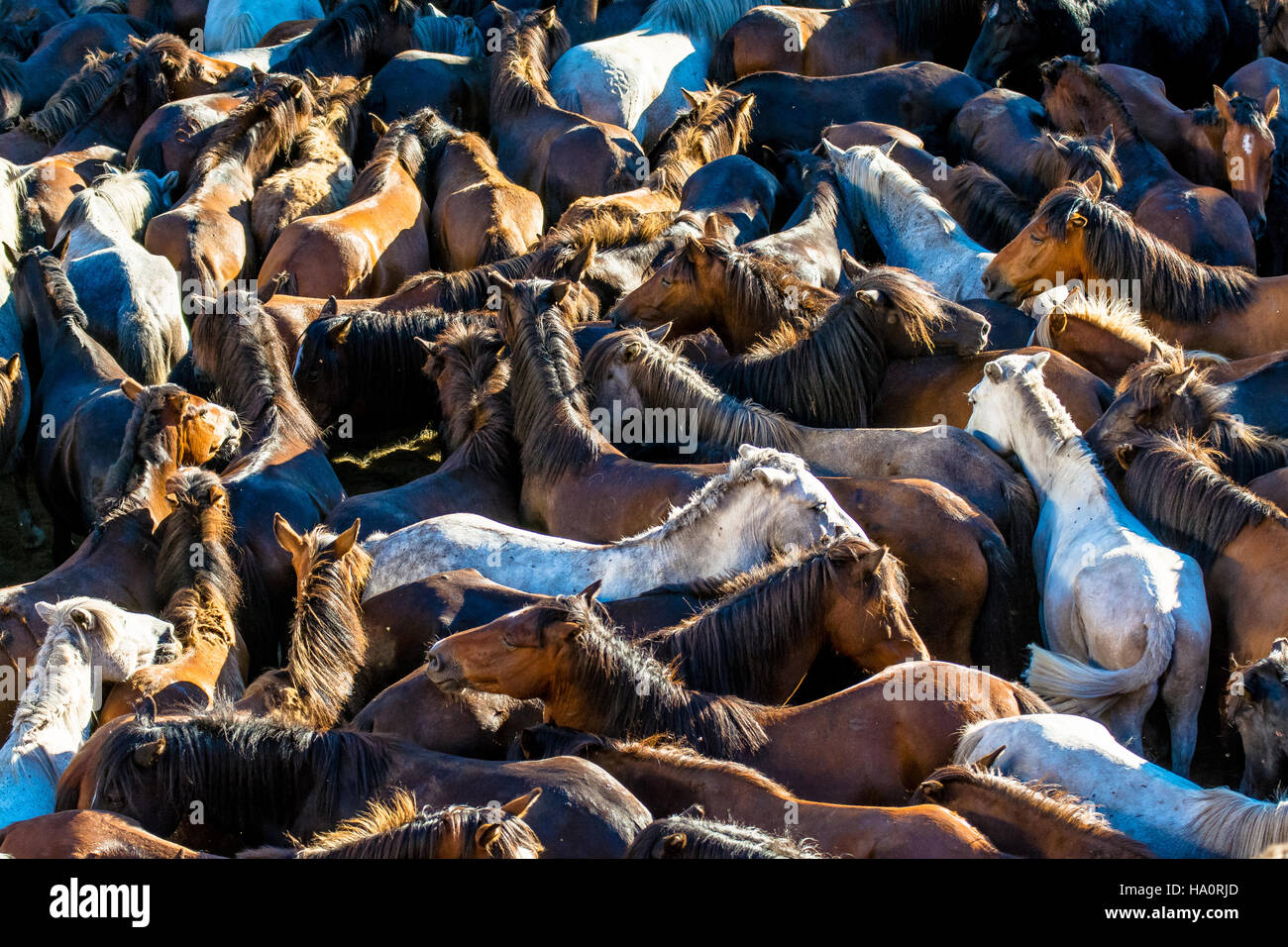 Full-Frame-Schuss von Wildpferden Herde Stockfoto