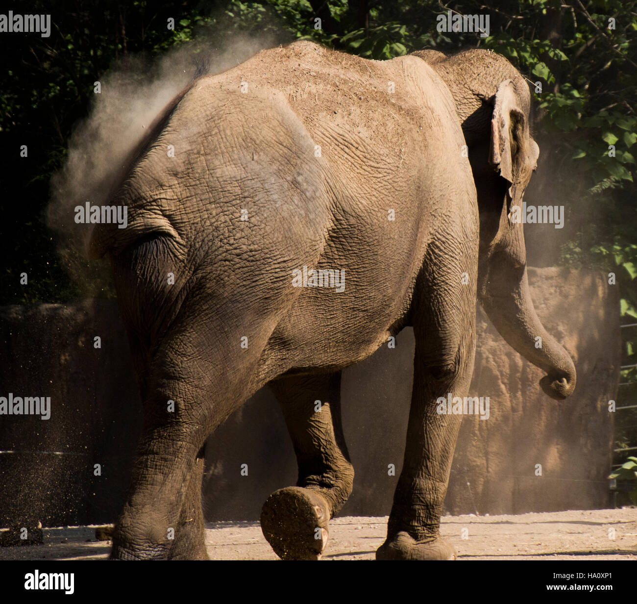 Elephant open mouth -Fotos und -Bildmaterial in hoher Auflösung - Seite 2 -  Alamy