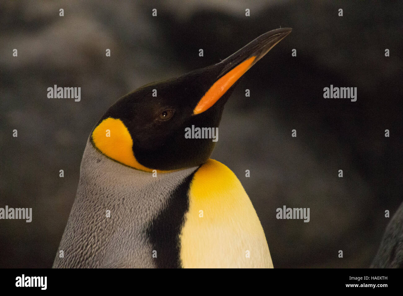 Kaiser-Pinguin Stockfoto
