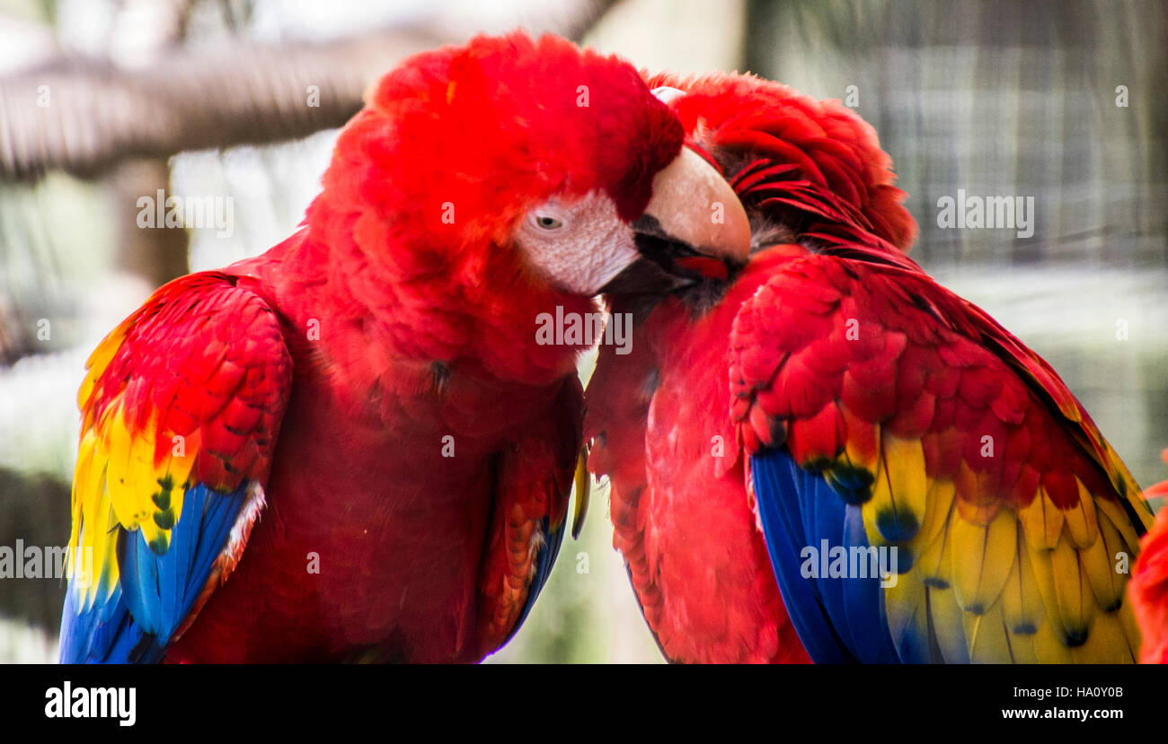 Costa rica aras Fotos und Bildmaterial in hoher Auflösung Alamy