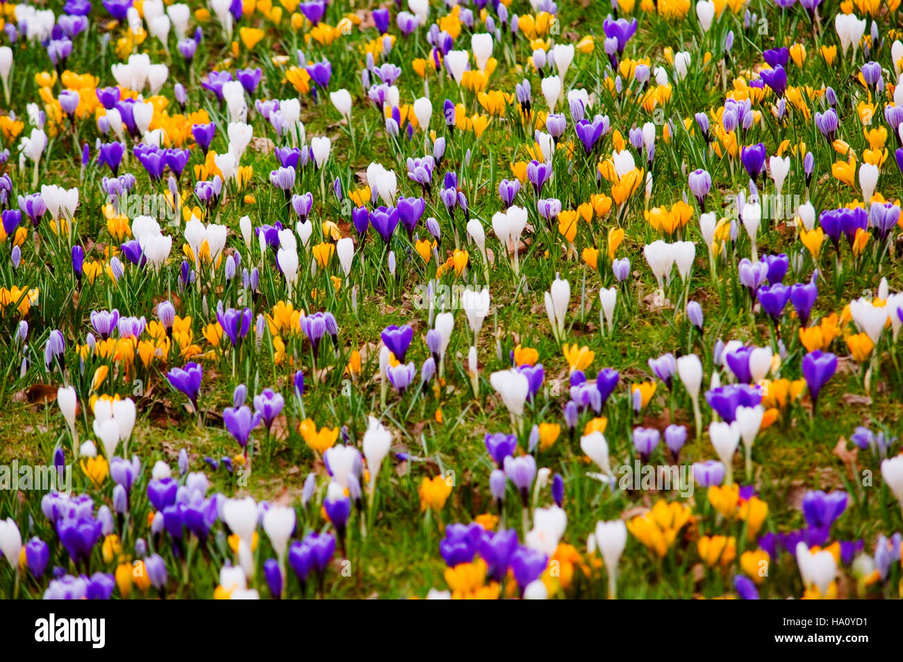 KROKUS EINGEBÜRGERT IN GRASS Stockfoto