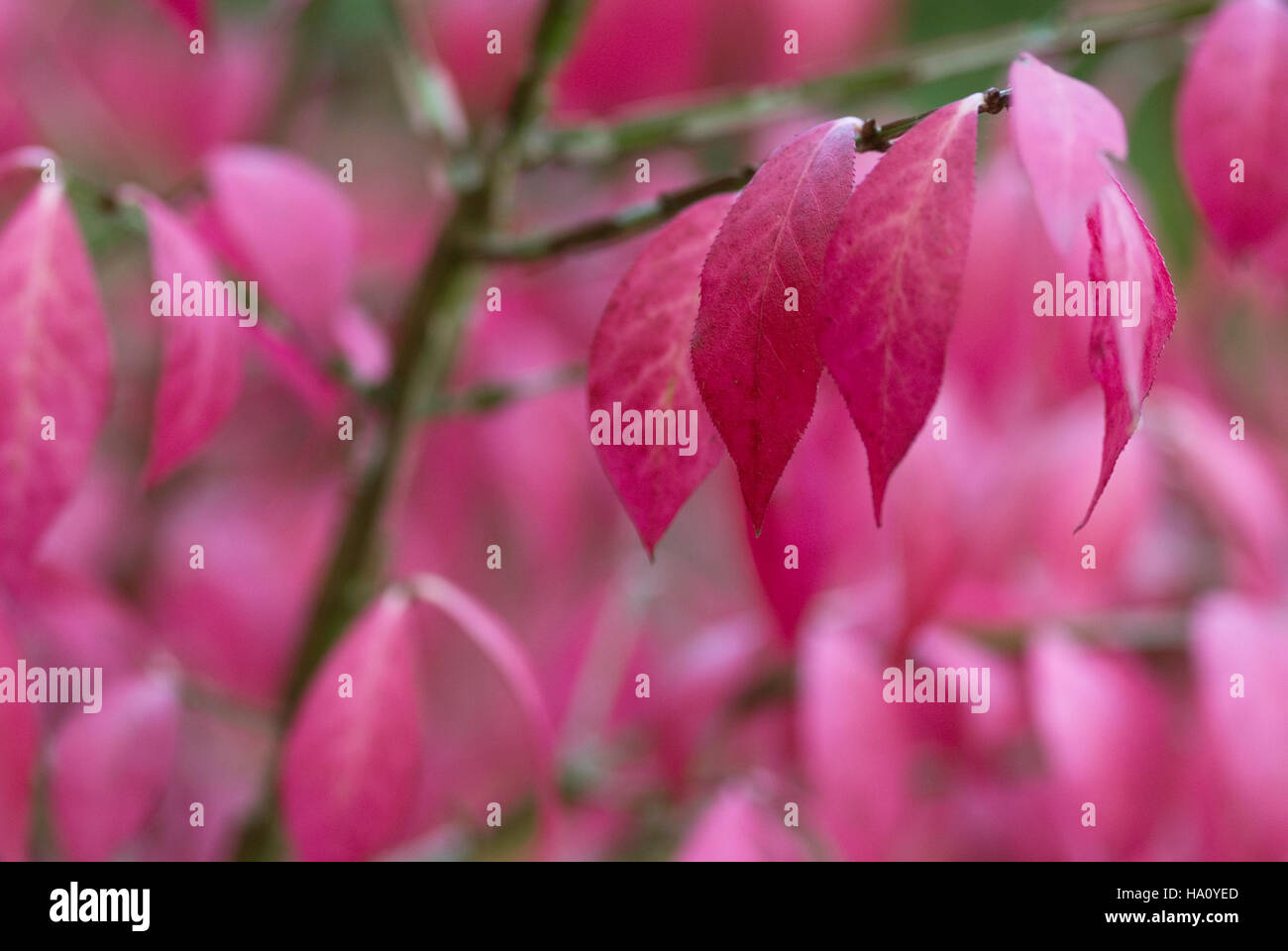 Euonymus alatus Herbst Laub Stockfoto