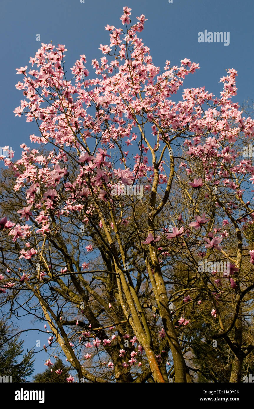 MAGNOLIA SARGENTIANA VAR ROBUSTA IN VOLLER BLÜTE Stockfoto