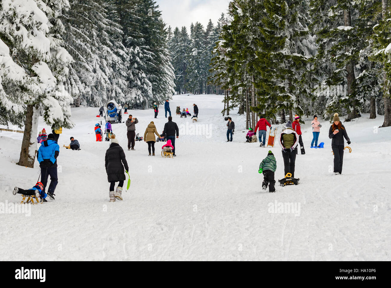 Pohorje, Slowenien - 13. November 2016: Kinder, deren Eltern Rodeln und Spaß am ersten Schnee in der Saison an den Hängen des Trije kralji Stockfoto