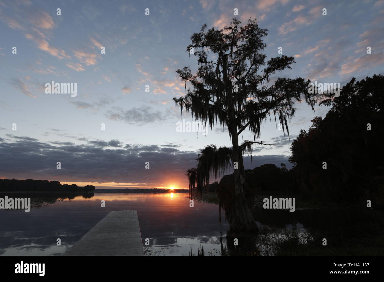 Zypresse mit spanischem Moos bei Sunrise, Florida Stockfoto