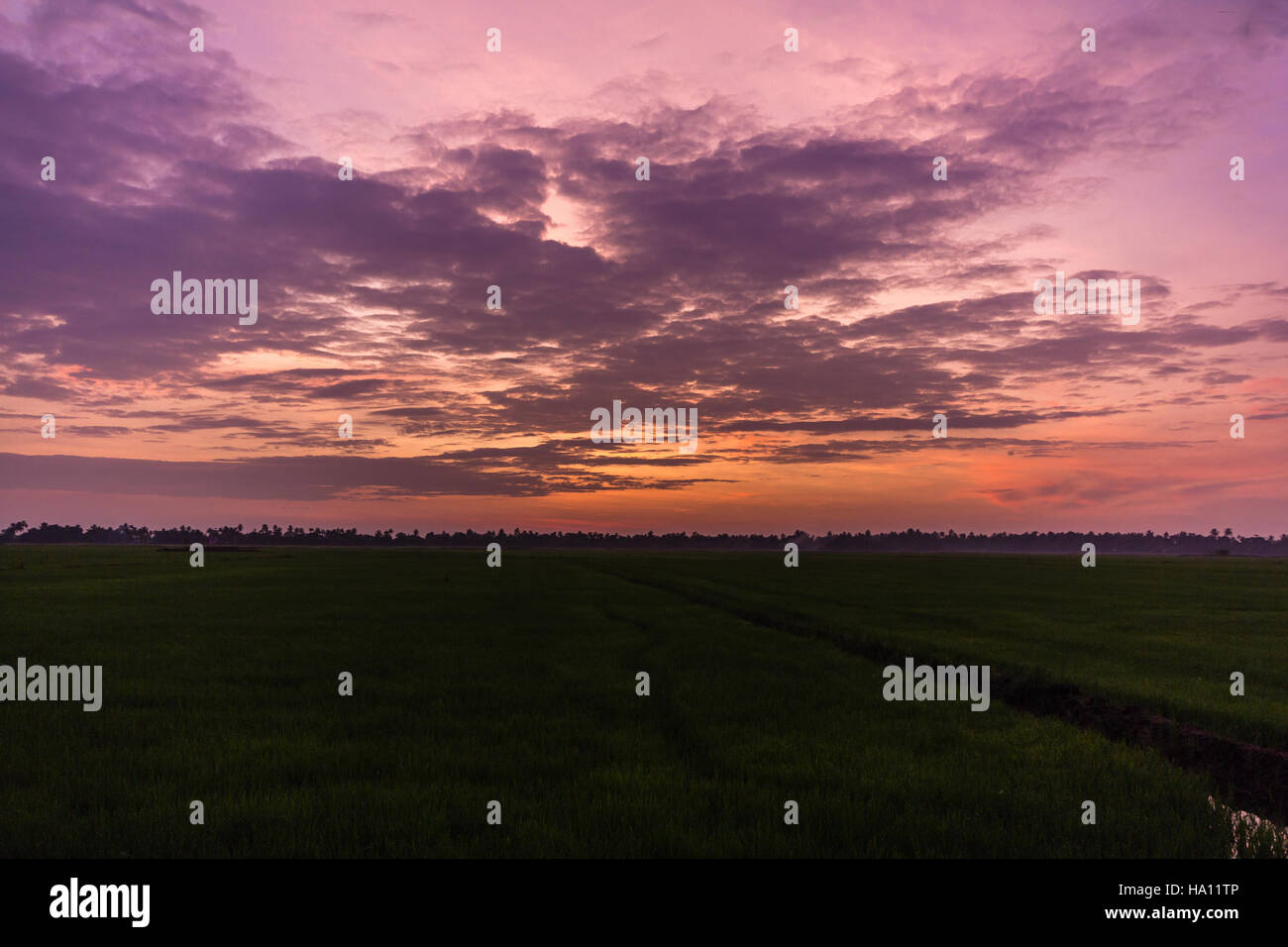 Sonnenaufgang auf dem Reis Handwerkkunst in Kerala, Indien Stockfoto