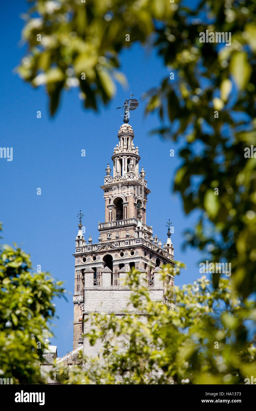 Giralda Turm als gesehen wahre Bäume Stockfoto