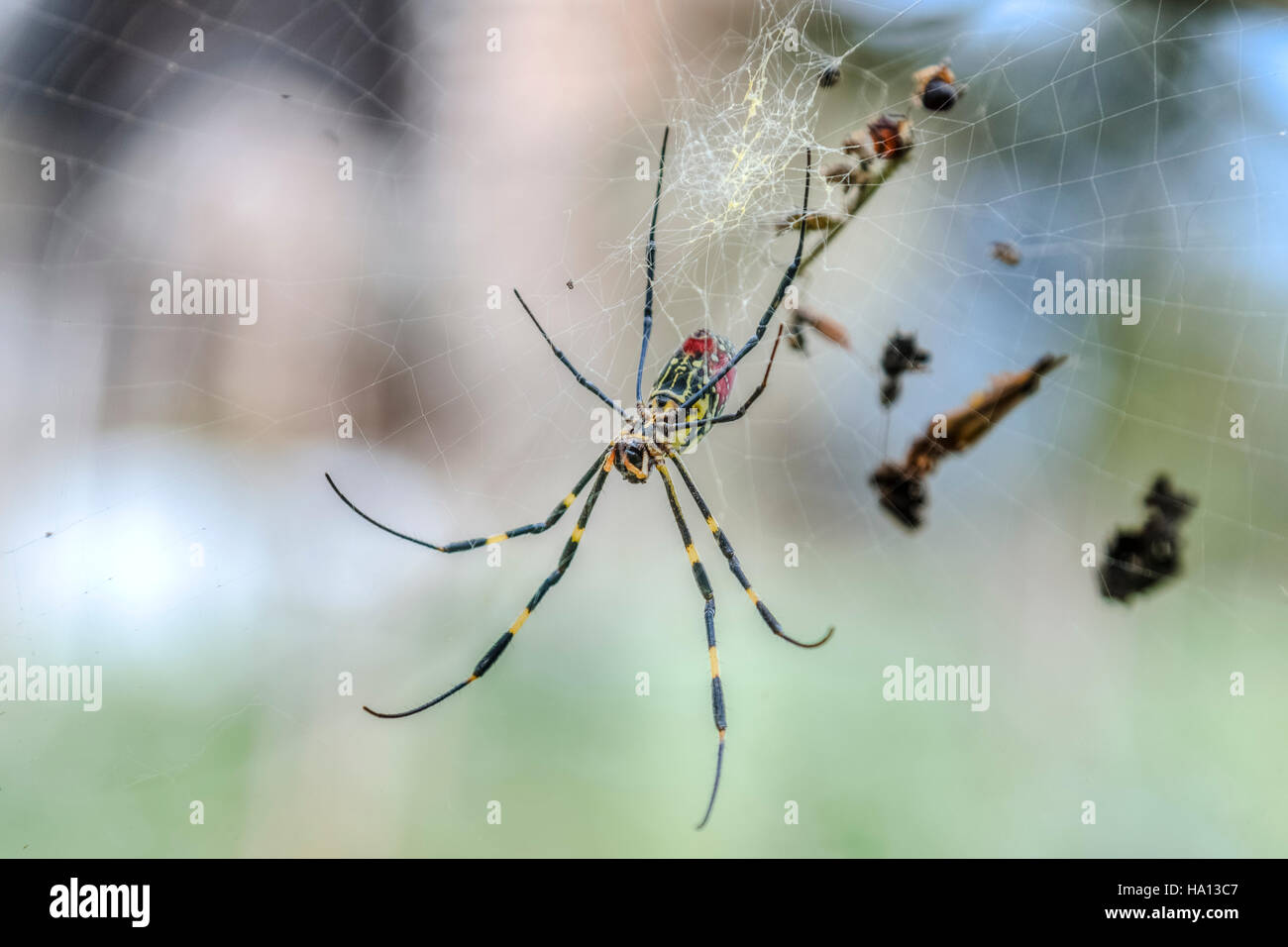Nephila Clavata Spinne in Sapa, Vietnam, Asien Stockfoto