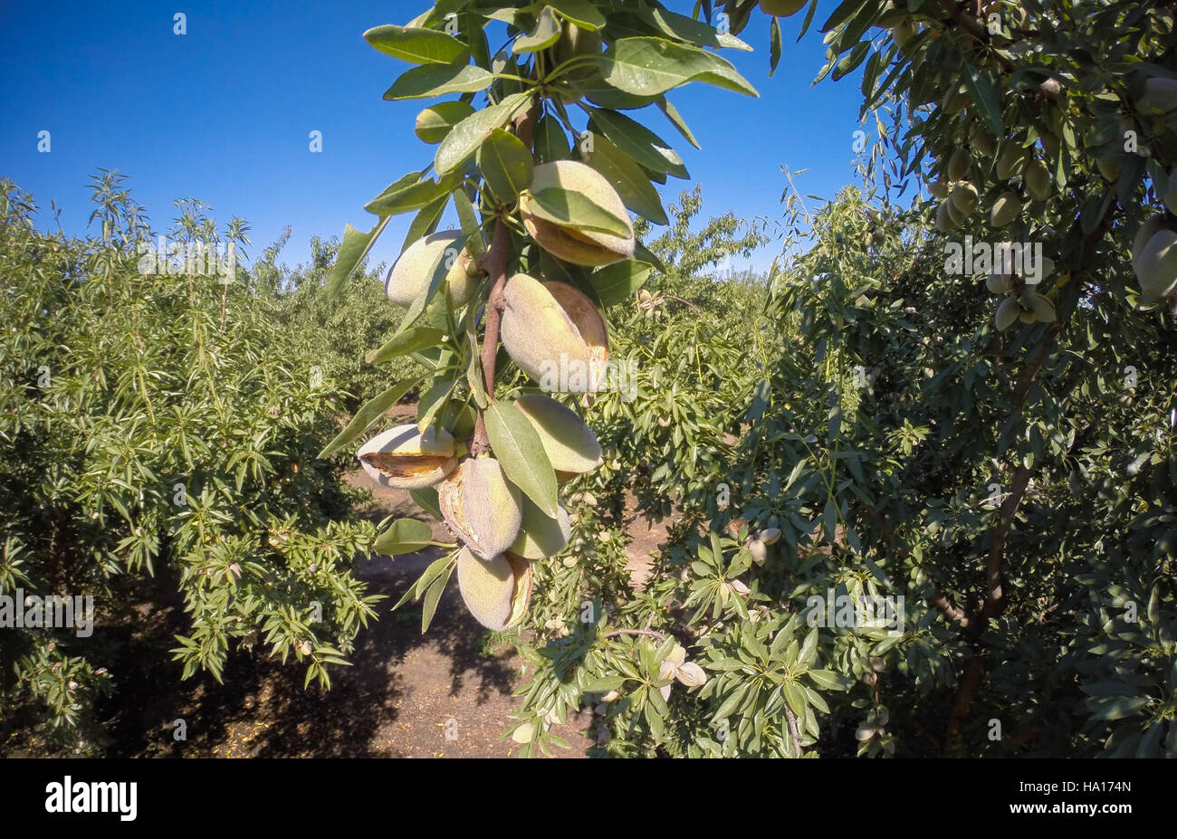 Die Mota Ranch von Jesse Mota in Kalifornien nutzt Schutzpläne, die im Rahmen des NRCS Environmental Quality Incentives Program (EQIP) entwickelt wurden, um Praktiken wie Deckkulturen, Mikrobewässerung und Kunststoffschläuche zur Verbesserung des Ernteertrags und der Bodengesundheit zu implementieren. Stockfoto