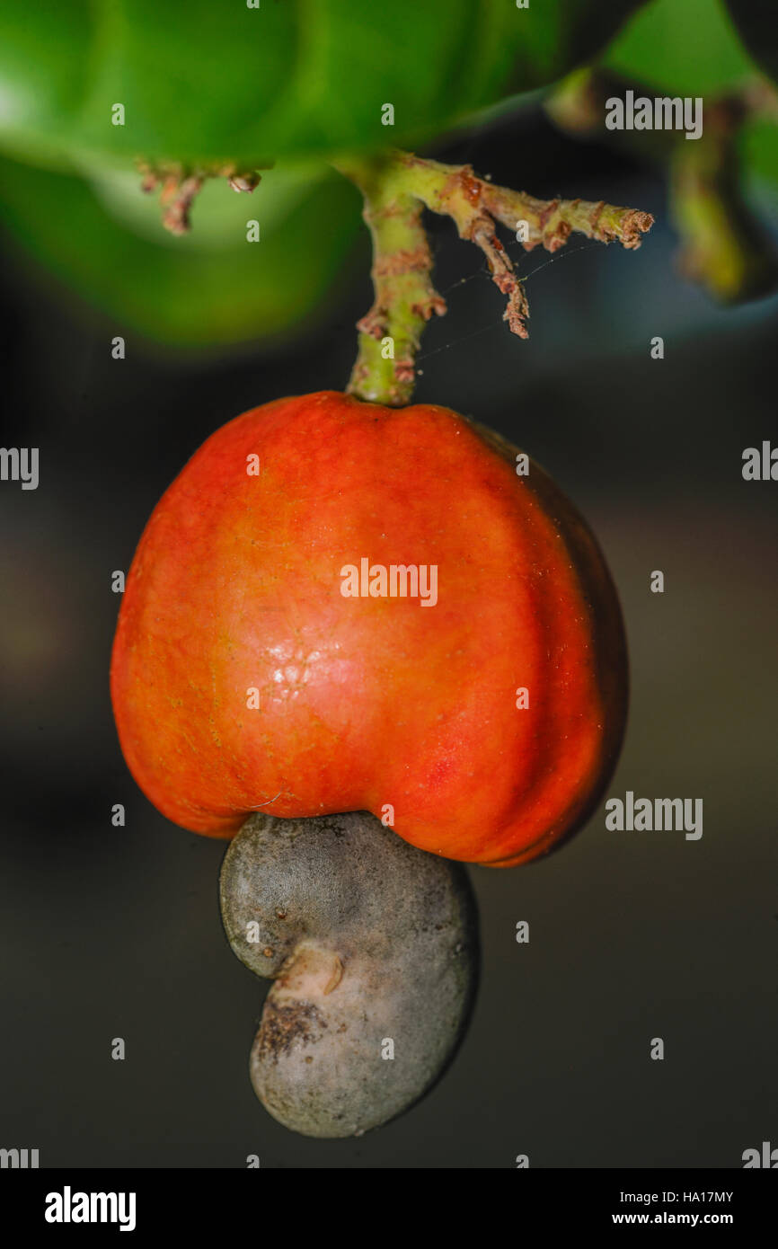 Reife rote Cashew-Frucht am Baum mit der Nuss Steinfrucht unter die Frucht Stockfoto