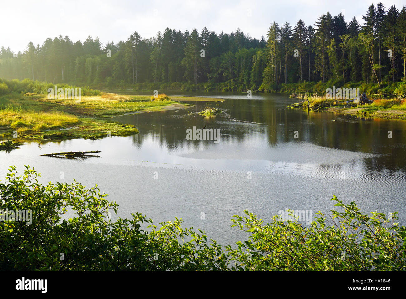 Olympicnps 22305671703 grüne Quillayute River Sommer ruhig Reflexionen d Archuleta 2015 Stockfoto