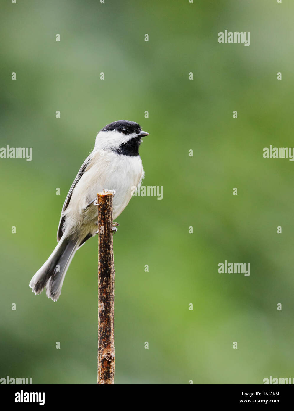 Der Carolina Chickadee ist ein kleiner, nicht wandernder singvogel, der im Osten Nordamerikas häufig vorkommt. Diese Art spielt eine wichtige Rolle in lokalen Ökosystemen, da sie zur Bekämpfung von Insekten und zur Verbreitung von Saatgut beiträgt. Stockfoto
