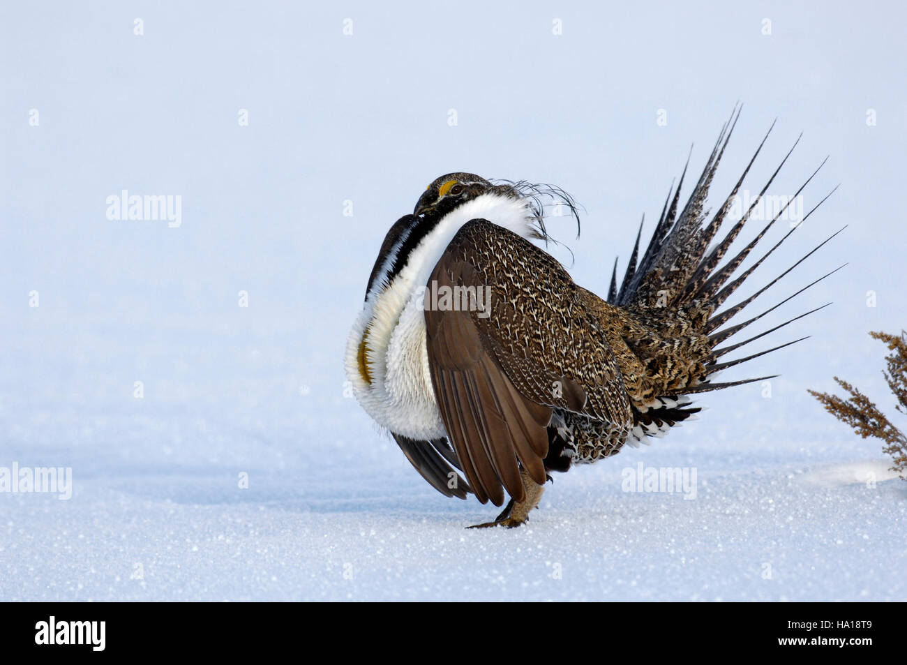 Ein männlicher Auerhühner in Utah zeigt eine Zunahme der Population, ein positives Zeichen für die Genesung der Art. Dieses Bild zeigt die Widerstandsfähigkeit von Hochlandvögeln in Winterlebensräumen und konzentriert sich dabei auf die Bemühungen um den Schutz in schneebedeckten Umgebungen. Stockfoto