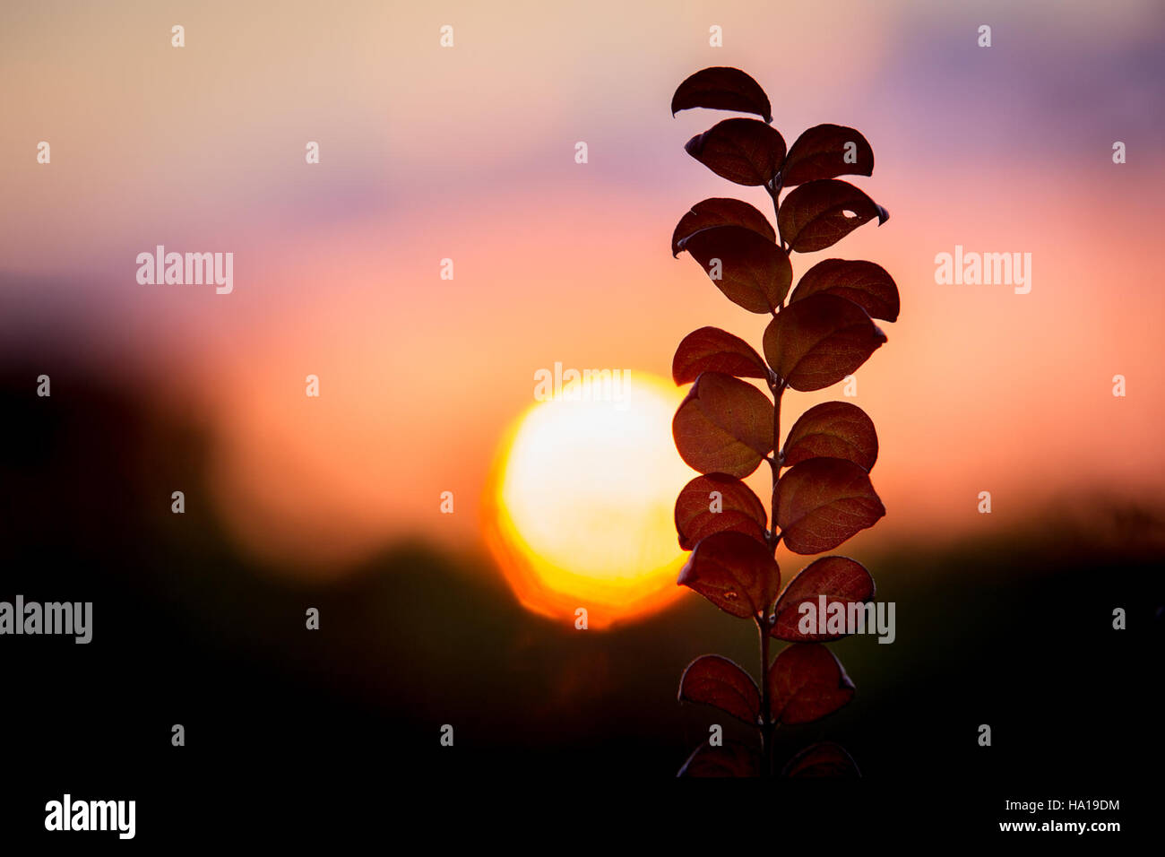 Ein wunderschöner Sonnenuntergang über Big Meadows in den Vereinigten Staaten, der die natürliche Landschaft und die landschaftliche Schönheit zeigt. Dieser ruhige Blick fängt die ruhige Umgebung der Wiesen ein, während das Tageslicht in die Abenddämmerung eintaucht. Stockfoto