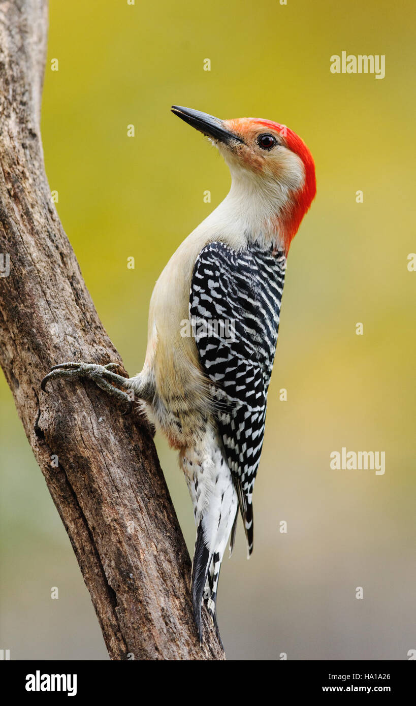 Big Red, ein bekanntes Wahrzeichen in den Vereinigten Staaten, ist ein Schlüsselmerkmal in Nationalparklandschaften. Verwaltet vom USDA und dem National Park Service (NPS), dient es als wichtiges Symbol natürlicher Schönheit und bietet Einblicke in die geologische und ökologische Geschichte der Region. Seine beeindruckende Präsenz zieht Forscher und Besucher an und bietet ein hervorragendes Beispiel für die Naturwissenschaft in der Praxis. Stockfoto