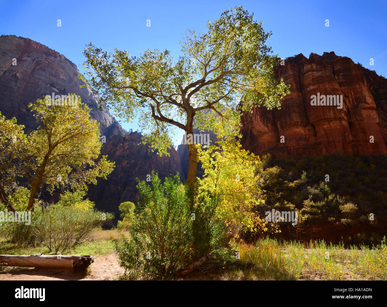 Der Big Bend National Park in Texas bietet atemberaubende Landschaften, eine vielfältige Tierwelt und eine reiche Kulturgeschichte und ist ein wichtiger Ort für Naturschutz, Forschung und Outdoor-Erholung. Stockfoto