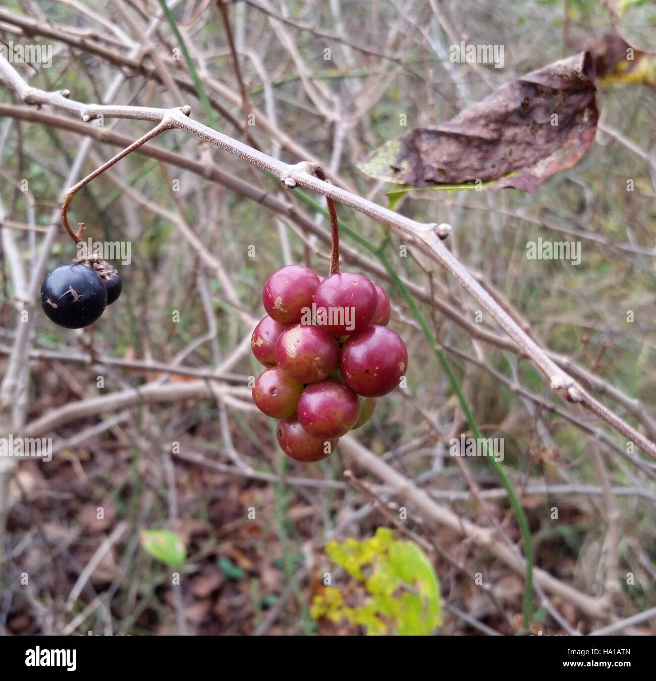 Im Assateague National Park gedeihen Muskadine-Trauben, die zur Artenvielfalt des Parks beitragen und eine wichtige Nahrungsquelle für die lokale Tierwelt in diesem Küstenökosystem darstellen. Stockfoto