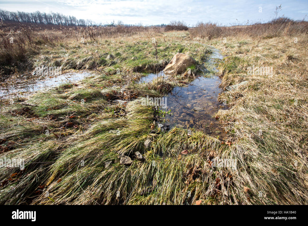 Big Meadows, ein landschaftlich reizvolles Feuchtgebiet in den Vereinigten Staaten, dient als lebenswichtiger Lebensraum für verschiedene Arten und unterstreicht die Bedeutung von Feuchtgebieten in Nationalparks. Stockfoto