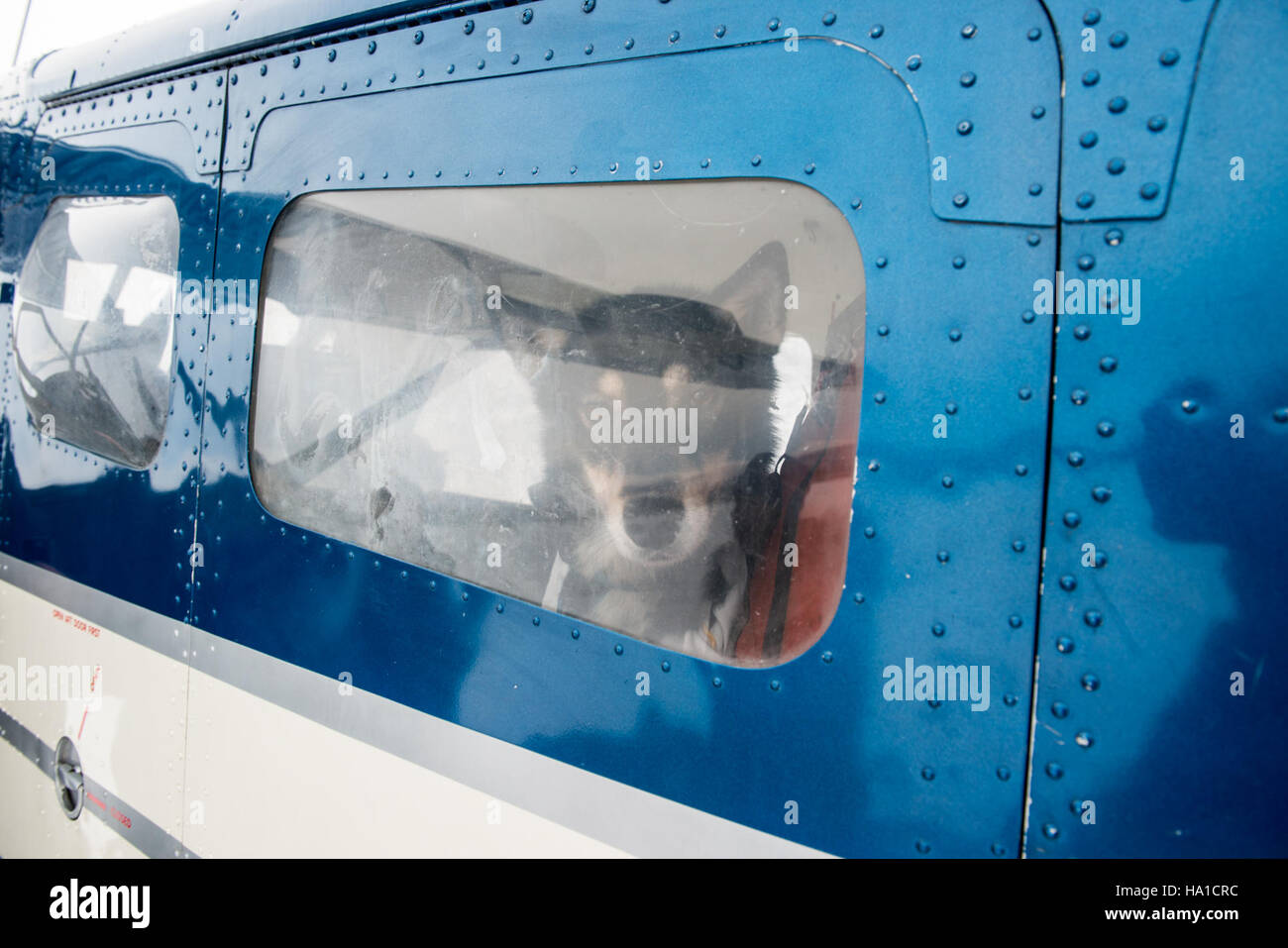 Das Yukon Quest 2016, das im Yukon-Charley Rivers National Preserve stattfand, war ein herausforderndes Langstreckenrennen, bei dem die rauen Winterlandschaften vorgestellt und die Ausdauer von Mushern und ihren Hunden getestet wurde. Stockfoto