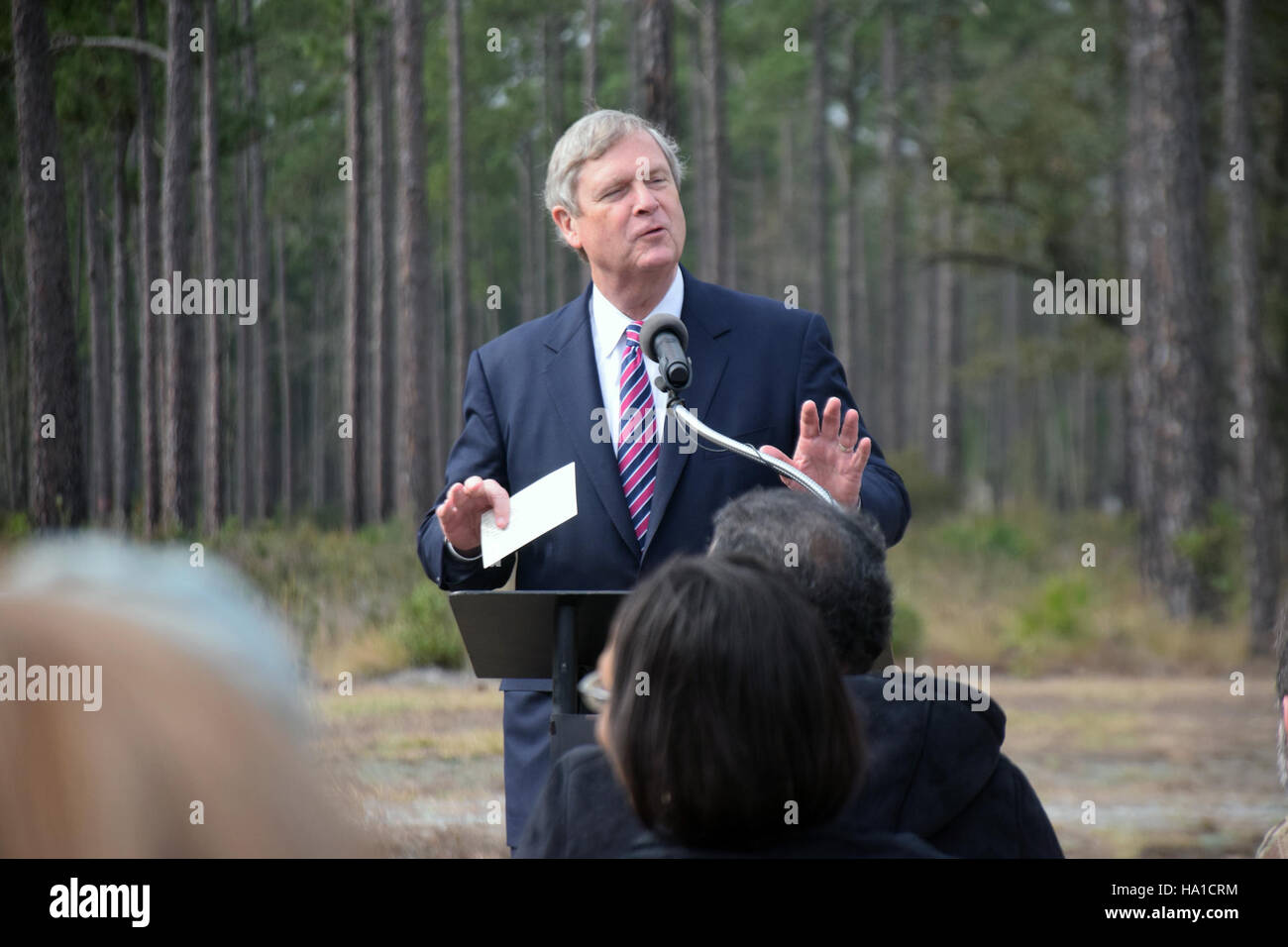 Die Initiative GA Vilsack Crissman in Fort Stewart konzentriert sich auf die Restaurierung von Langblatt-Kiefern. Das Projekt unterstützt die Artenvielfalt und die Erhaltung von Lebensräumen und verbessert gleichzeitig die Forstbewirtschaftungspraktiken und die ökologische Integrität der Region. Stockfoto