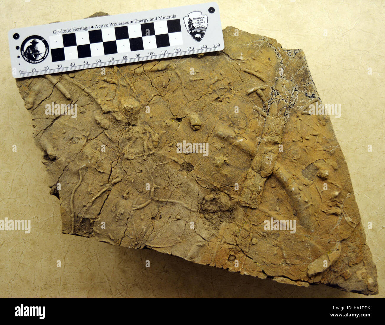 Ein im Yellowstone-Nationalpark entdecktes Spurenfossil bietet Einblicke in alte Lebensformen und Umweltbedingungen und trägt zur Erforschung der Paläontologie und Geologie innerhalb der vielfältigen Ökosysteme des Parks bei. Stockfoto