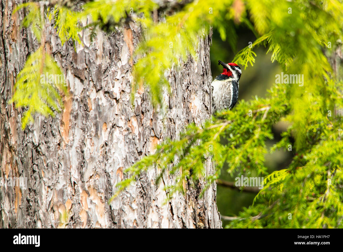 Ein Rotschnabelsapsucker (Sphyrapicus nuchalis) ernährt sich von einem Insekten im Glacier National Park. Diese Art ist Teil der reichen Artenvielfalt des Parks und spielt eine Rolle bei der Erhaltung des ökologischen Gleichgewichts. Stockfoto