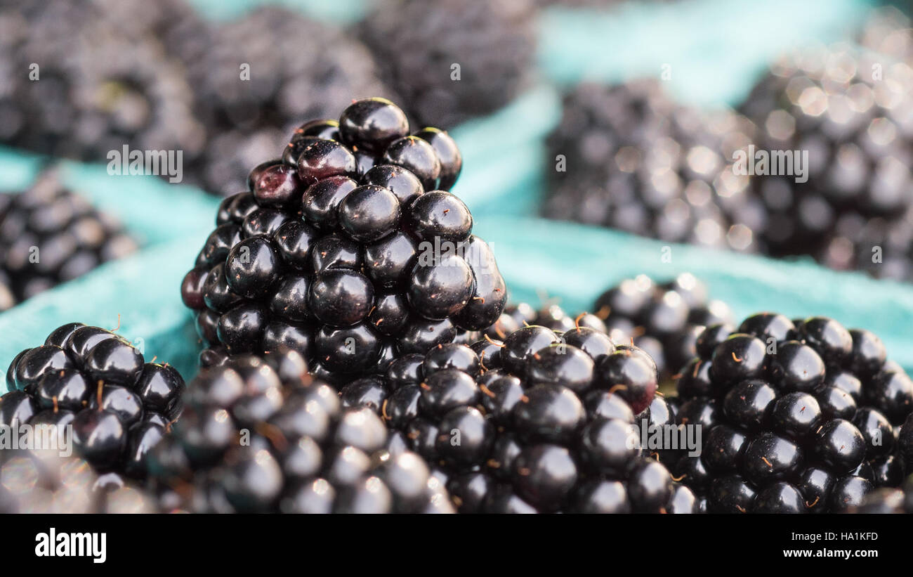 Die Volksgartenmarktinitiative des USDA fördert die Gemüseerziehung (Vegucation), indem sie Verbraucher mit lokalen Bauernhöfen verbindet. Sie bietet eine Plattform für das Lernen über nahrhafte Lebensmittel und unterstützt nachhaltige landwirtschaftliche Praktiken, einschließlich des Anbaus von Gemüse wie Brombeeren und anderen frischen Erzeugnissen. Stockfoto