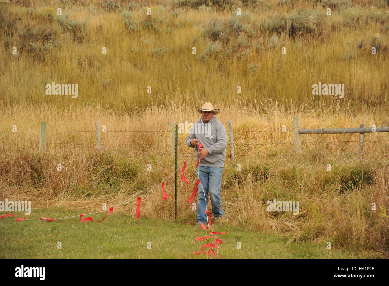 Die USDA Wildlife Services befasste sich mit aphis-Fladry, einer Technik, bei der Fahnen eingesetzt wurden, um Raubtiere abzuschrecken und Herden vor Angriffen zu schützen. Stockfoto