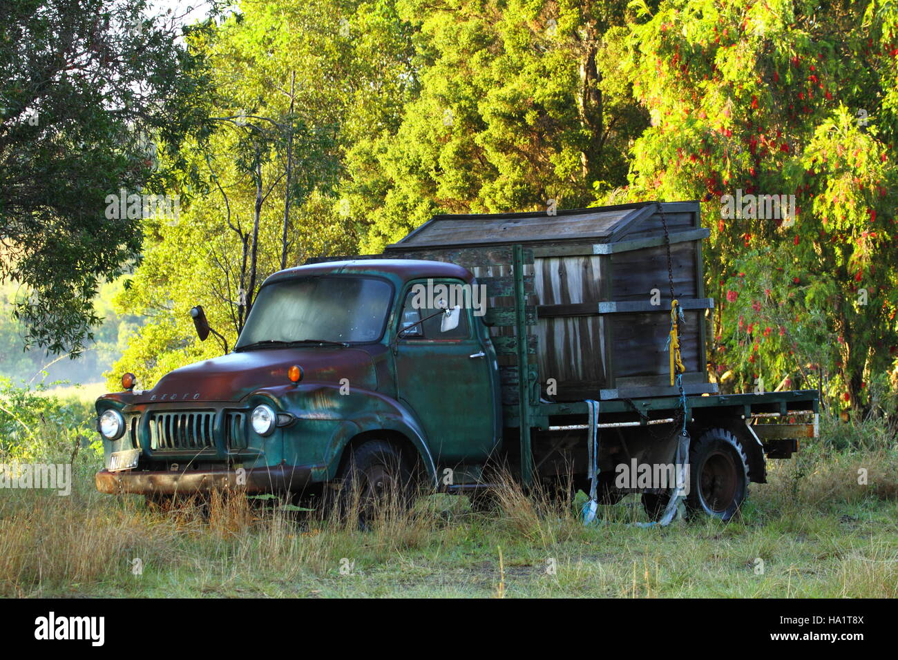 Eine rostige alte grüne Bedford LKW in Ruhe in einem Feld vor einem Dickicht der Bäume. Stockfoto