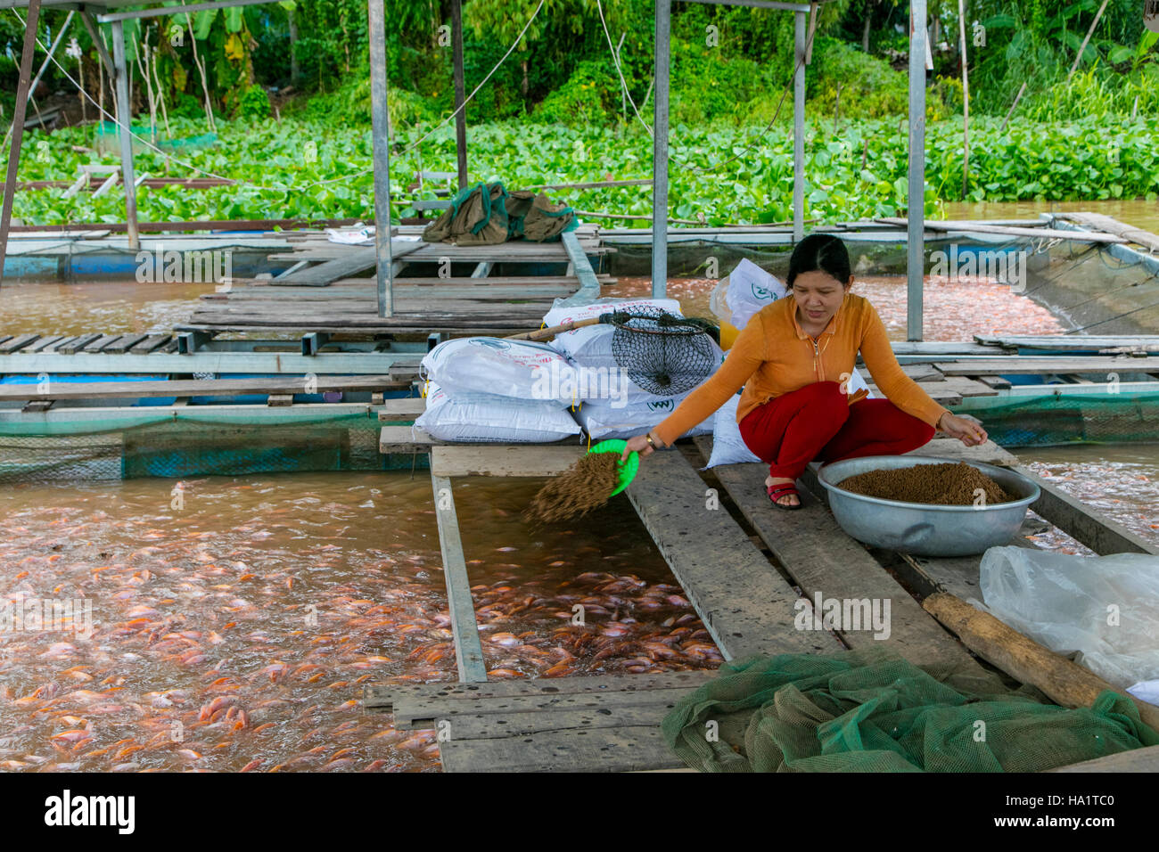 Fish farm vietnam Fotos und Bildmaterial in hoher Auflösung Alamy