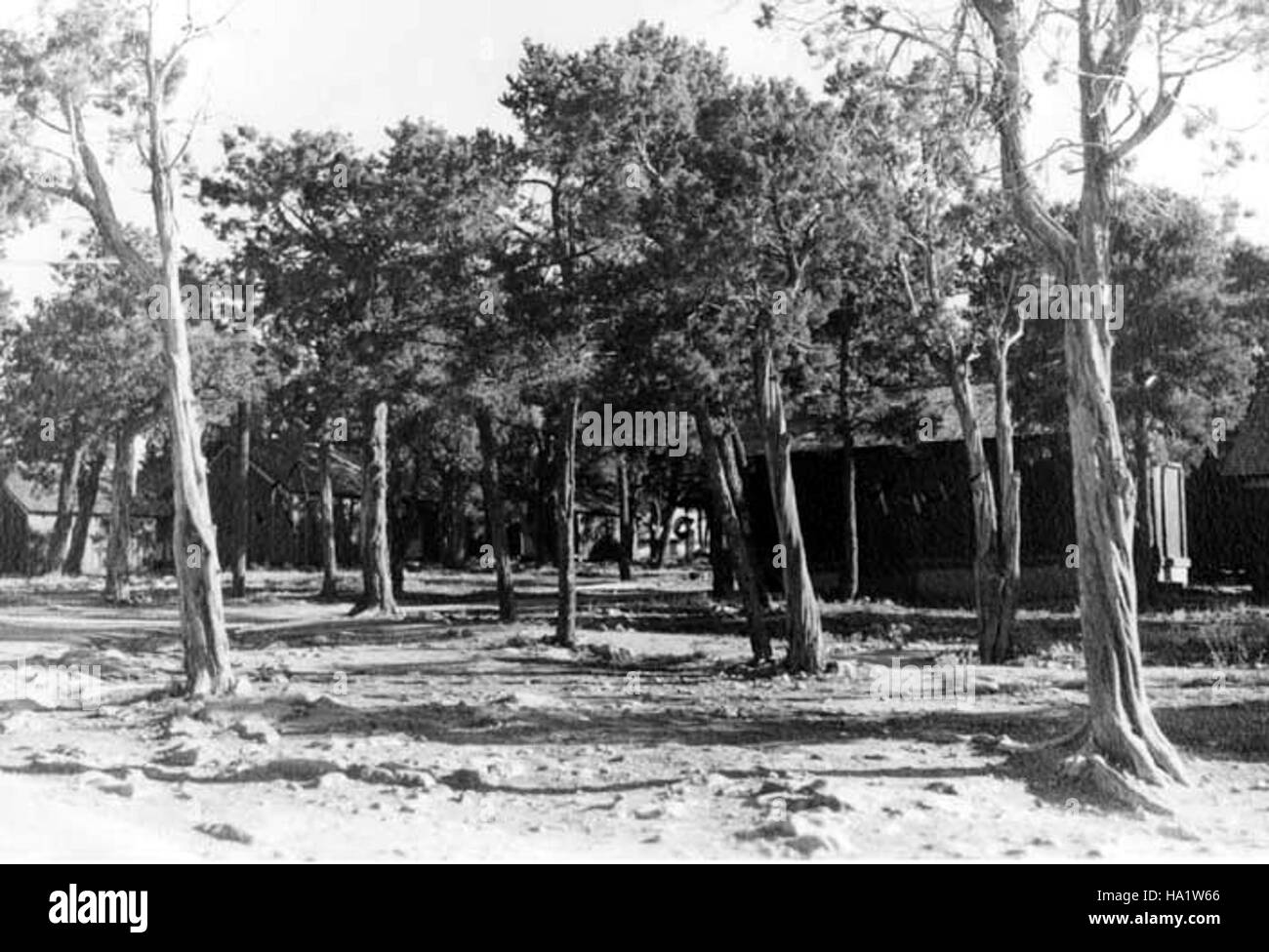 Die historische Bright Angel Lodge am Grand Canyon, erbaut 1934, ist ein Symbol des Erbes des Parks und bietet Besuchern einen Einblick in die Kulturgeschichte des Parks. Stockfoto