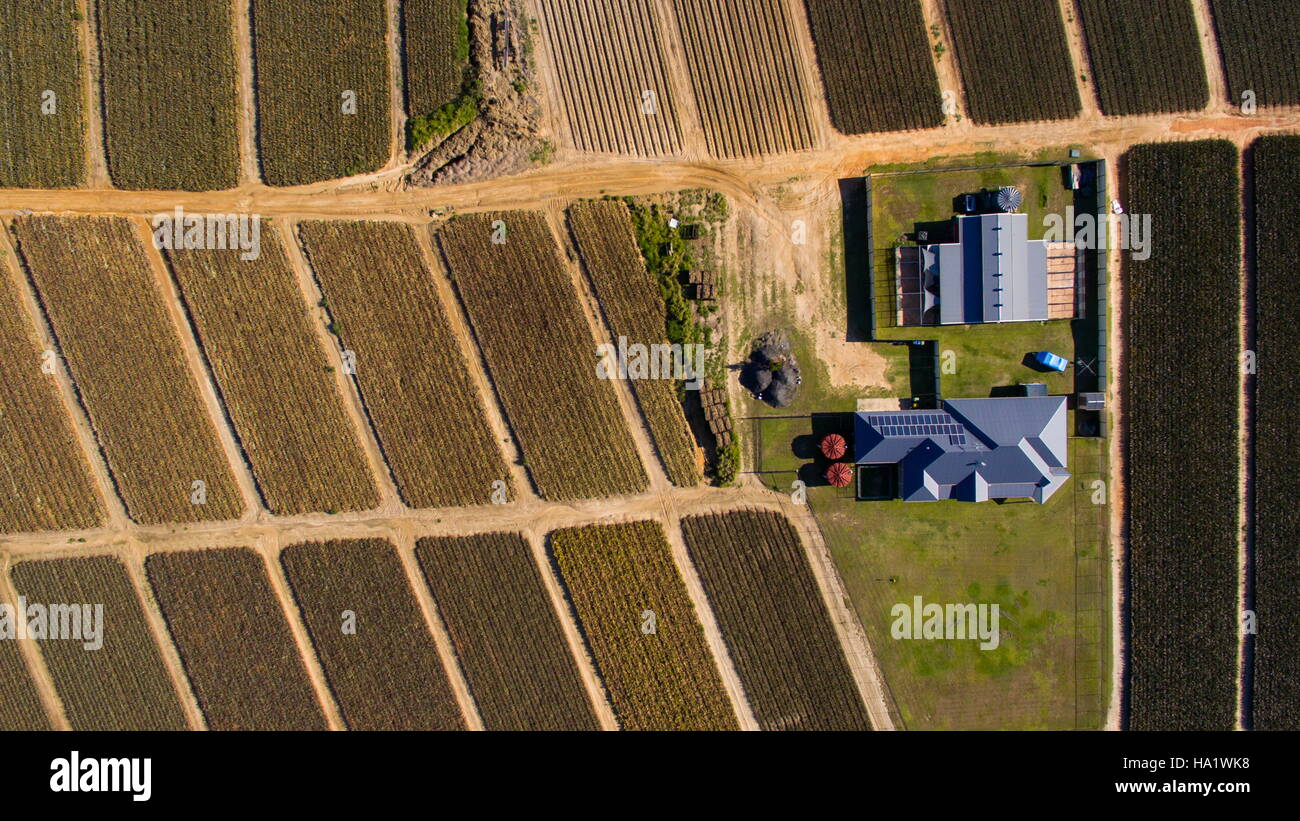 Drohne oder UAV Luftbild über den Hof und Feld von Ananas in der Nähe von Beerwah an der Sunshine Coast, Queensland, Australien. Stockfoto