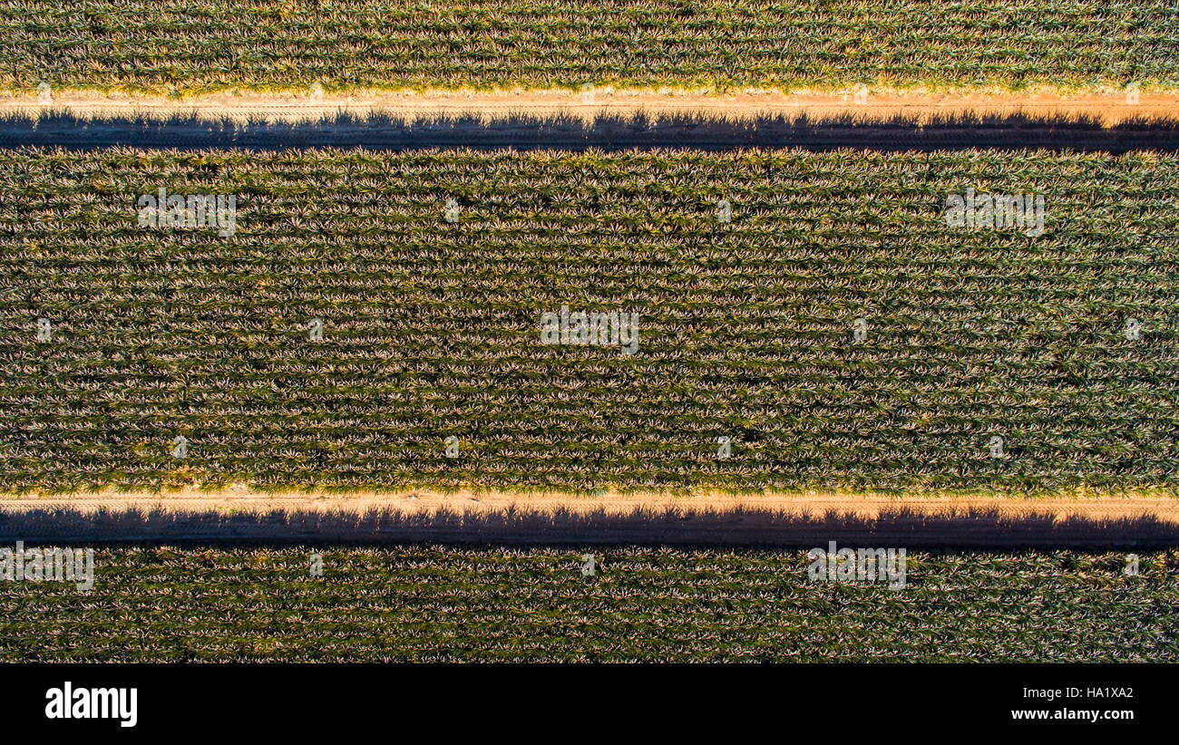 Drohne oder UAV Luftaufnahme über ein Feld von Ananas in der Nähe von Beerwah an der Sunshine Coast, Queensland, Australien. Stockfoto