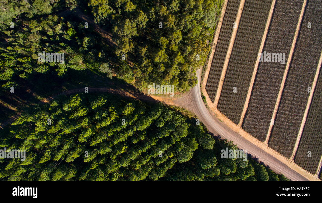 Drohne oder UAV Luftbild des Staatswaldes und einer Ananas-Farm bei Beerwah an der Sunshine Coast, Queensland, Australien. Stockfoto