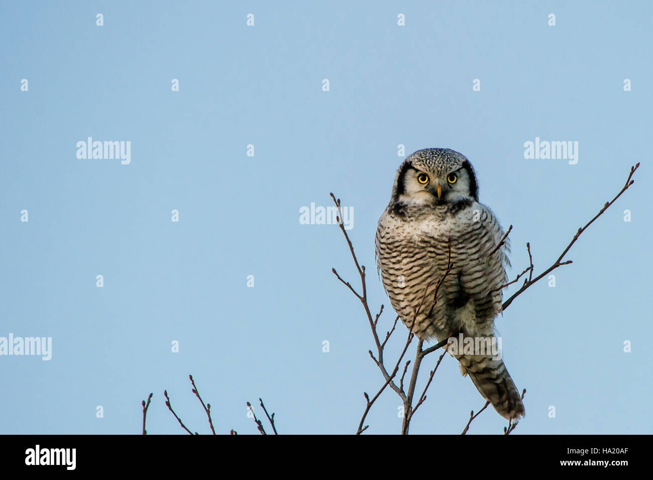 Die nördlichen Sperbereule (Surnia Ulula), ein Tageslicht-Jäger, hier sehen und hören eine Wühlmaus auf einem blauen Himmel im Hintergrund Stockfoto