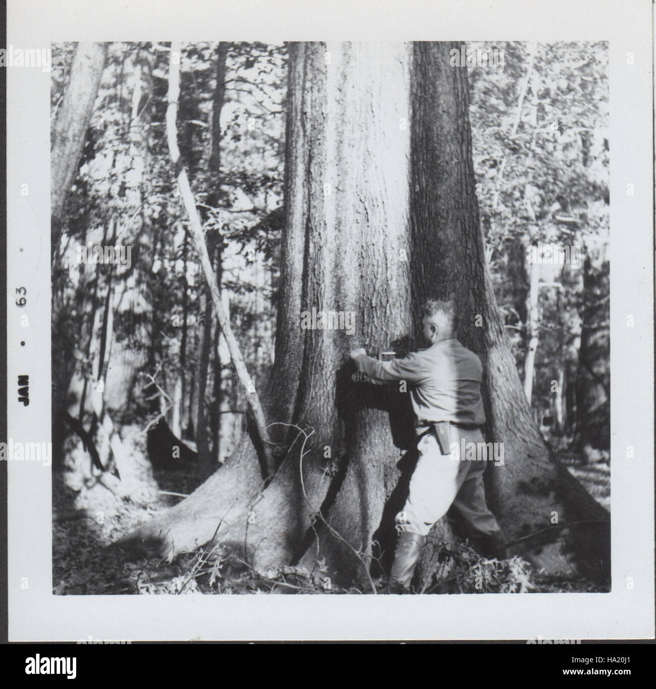 Historische Bilder aus dem Congaree National Park zeigen die reiche Artenvielfalt und ökologische Bedeutung des Parks. Diese Archivfotos beleuchten das Naturerbe des Parks und seine Rolle für den Umweltschutz. Stockfoto