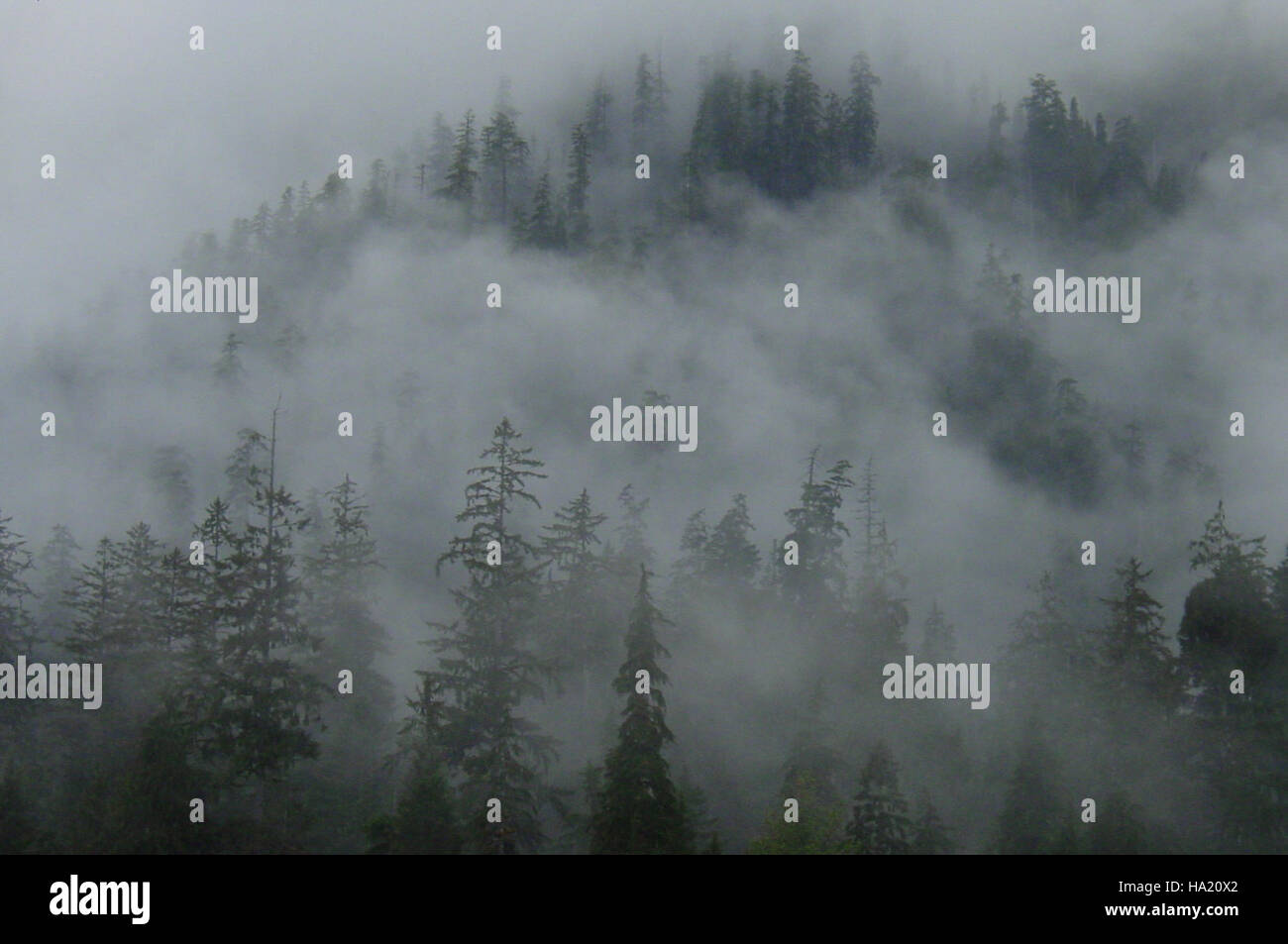 Die Nebelseite des Hoh River im Olympic National Park ist ein ruhiges, nebelbehauenes Gebiet, das für sein üppiges Grün und die vielfältigen Ökosysteme bekannt ist. Er bietet Besuchern die Möglichkeit, die reiche Artenvielfalt und die natürliche Schönheit des Parks zu erleben. Stockfoto