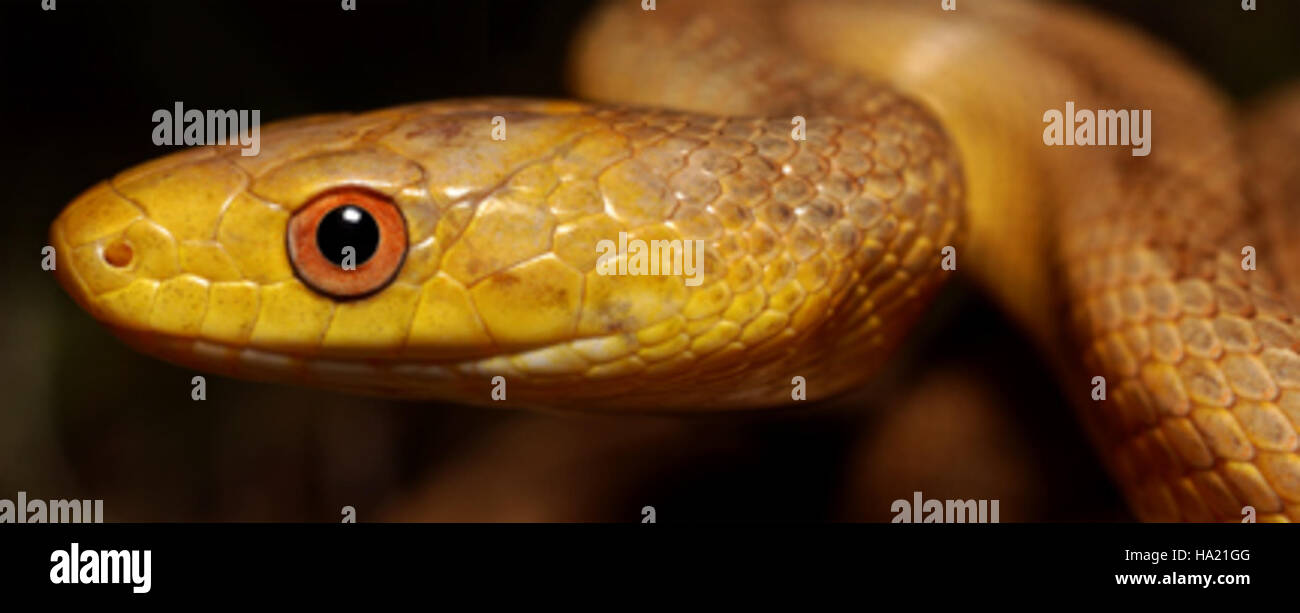 Die gelbe Rattenschlange, eine nicht giftige Spezies im Everglades-Nationalpark, ist ein wichtiges Raubtier in lokalen Ökosystemen. Es hilft, Populationen von Kleinsäugern und Vögeln zu kontrollieren und trägt so zum ökologischen Gleichgewicht der Lebensräume des Parks bei. Stockfoto
