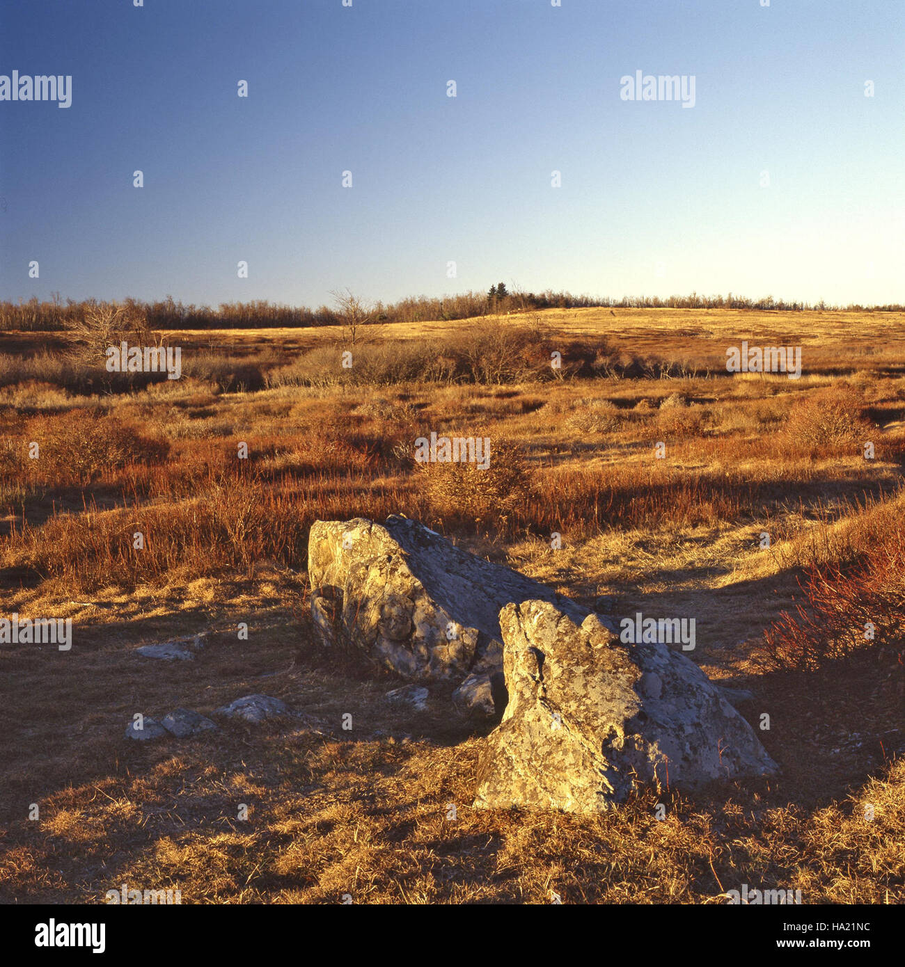 Dieses Bild zeigt Big Meadows im Shenandoah National Park, einem malerischen Gebiet, das für seine vielfältigen Ökosysteme und seine natürliche Schönheit bekannt ist. Stockfoto