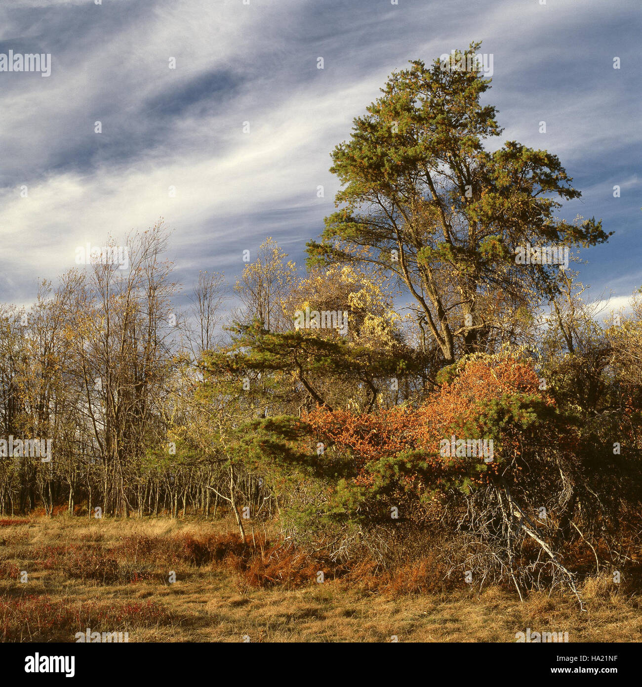 Big Meadows, in einem Nationalpark gelegen, ist bekannt für seine reiche Artenvielfalt und seine malerische Landschaft, die Besuchern die Möglichkeit bietet, vielfältige Ökosysteme zu erkunden. Stockfoto