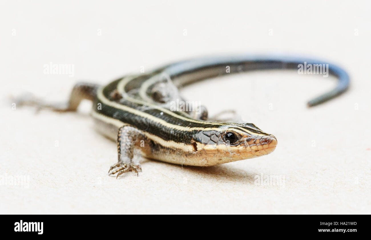 Der Blue-Tail Skink, der in einem Nationalpark beobachtet wird, ist ein Reptil, das für seinen markanten blauen Schwanz bekannt ist, der oft in warmen, trockenen Umgebungen zu finden ist und zur vielfältigen Tierwelt des Parks beiträgt. Stockfoto
