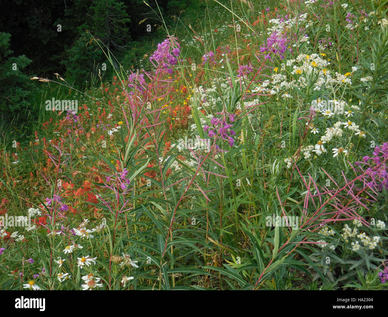 Wildblumen, darunter rosafarbener feuerweed und roter Pinsel, blühen auf den Wiesen des Hurricane Ridge im Olympic National Park. Diese reiche Vielfalt an alpinen Wildblumen ist charakteristisch für die Sommerlandschaft des Parks und zieht Besucher und Bestäuber gleichermaßen an. Stockfoto