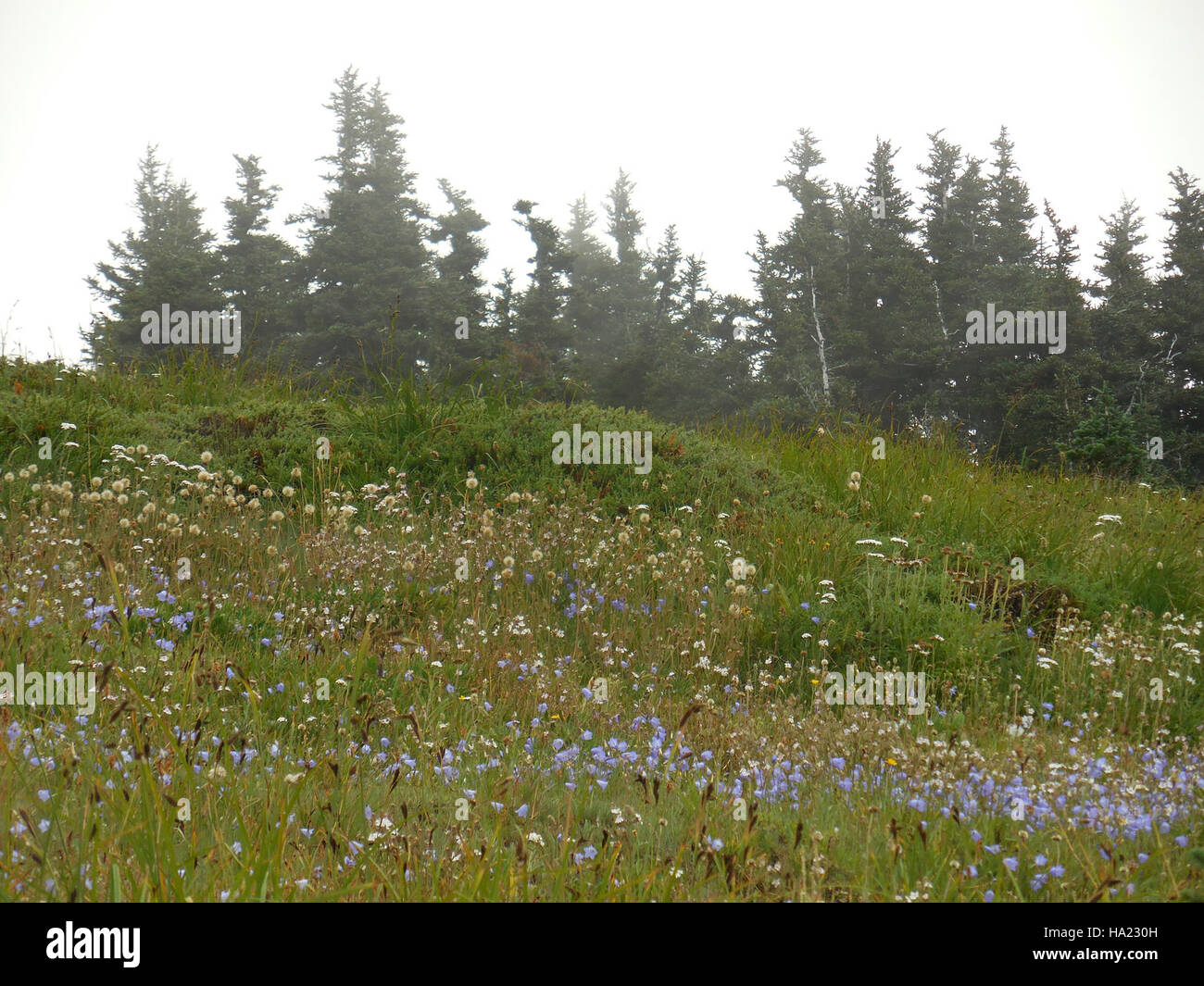 Wildblumen blühen auf den Wiesen und Hügeln der Hurricane Ridge im Olympic National Park, die einen lebendigen Ausblick bieten und zur reichen Artenvielfalt des Parks beitragen. Stockfoto