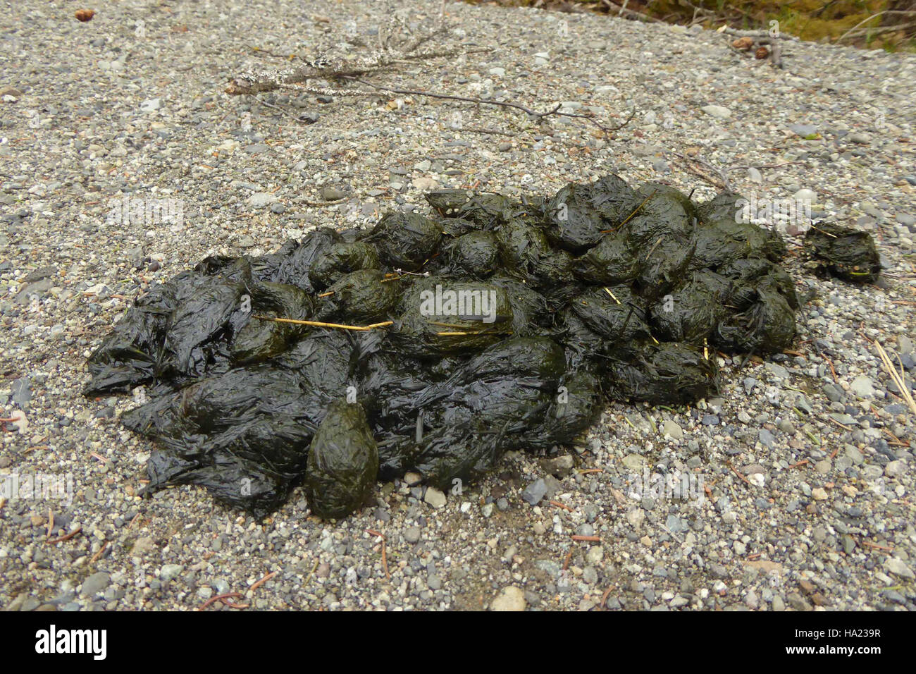 Bärenscheiß der Frühsaison, hauptsächlich aus Gras, wird im Katmai-Nationalpark beobachtet. Dieser SCAT bietet wertvolle Einblicke in das Verhalten der Bären und ihre saisonalen Ernährungsmuster, die für das Wildtiermanagement und die Ökosystemstudien wichtig sind. Stockfoto