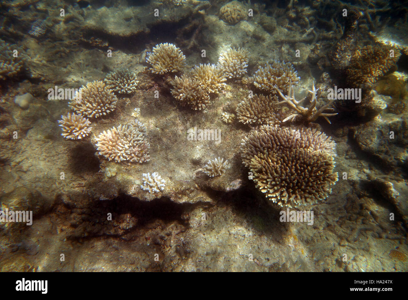 Elastische Riffe: kleine Korallen wachsen auf eine ältere tot Kolonie, westlichen Fitzroy Island, Great Barrier Reef, Australien Stockfoto