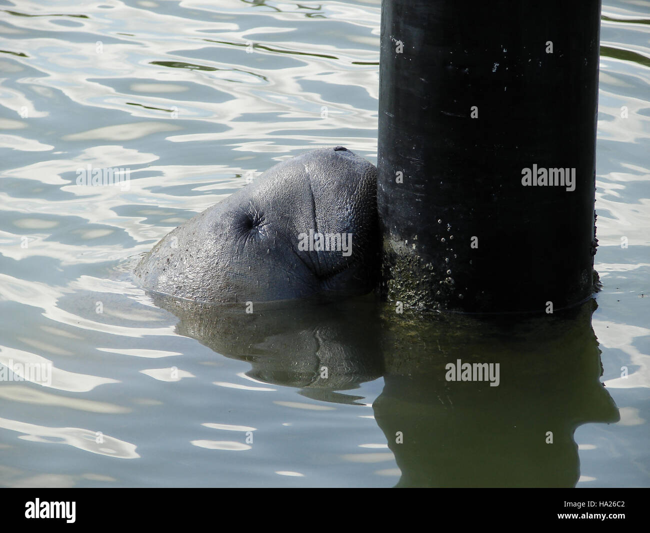 Seekühe werden in der Nähe der Flamingo Marina im Everglades National Park gesichtet, was die wichtige Rolle des Parks beim Schutz der aquatischen Tierwelt, der Bereitstellung wichtiger Lebensräume für gefährdete Arten und der Unterstützung der ökologischen Forschung in Feuchtgebieten-Ökosystemen veranschaulicht. Stockfoto