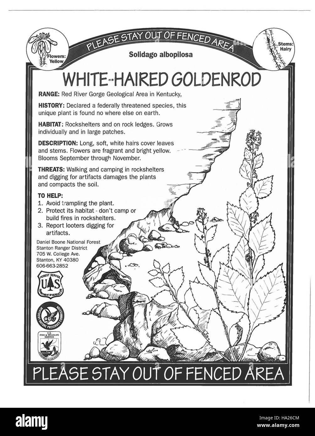 Interpretierende Schilder an weißhaarigen Goldruten bieten lehrreiche Informationen über diese seltene Pflanzenart und ihre Rolle in lokalen Ökosystemen, wodurch die Artenvielfalt und Erhaltung gefördert werden. Stockfoto