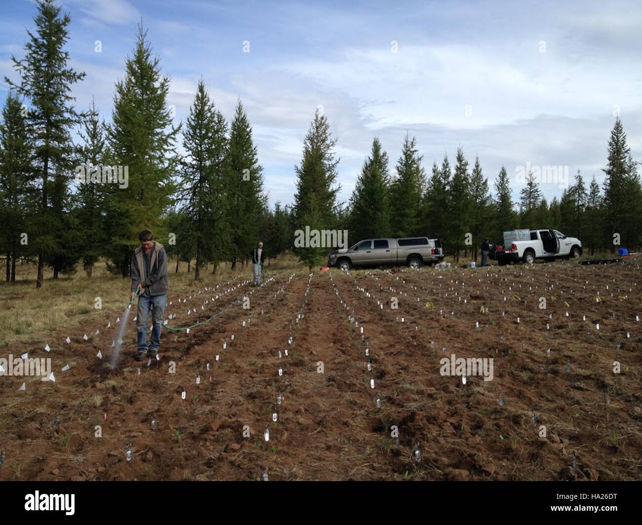 Forest Service-Forscher Pflanzen Wasserpfropfen von Weizengras in den Nationalparks Oregons, um gesunde Grünlandökosysteme wiederherzustellen und zu erhalten, die die Biodiversität unterstützen. Stockfoto