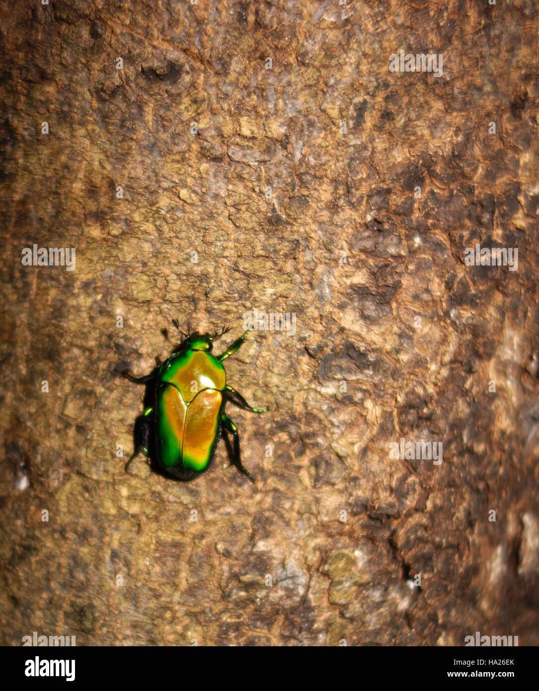 Grüne Skarabäus-Käfer (Ischiopsopha Wallacei), Wet Tropics Regenwald bei Cairns, Queensland, Australien Stockfoto