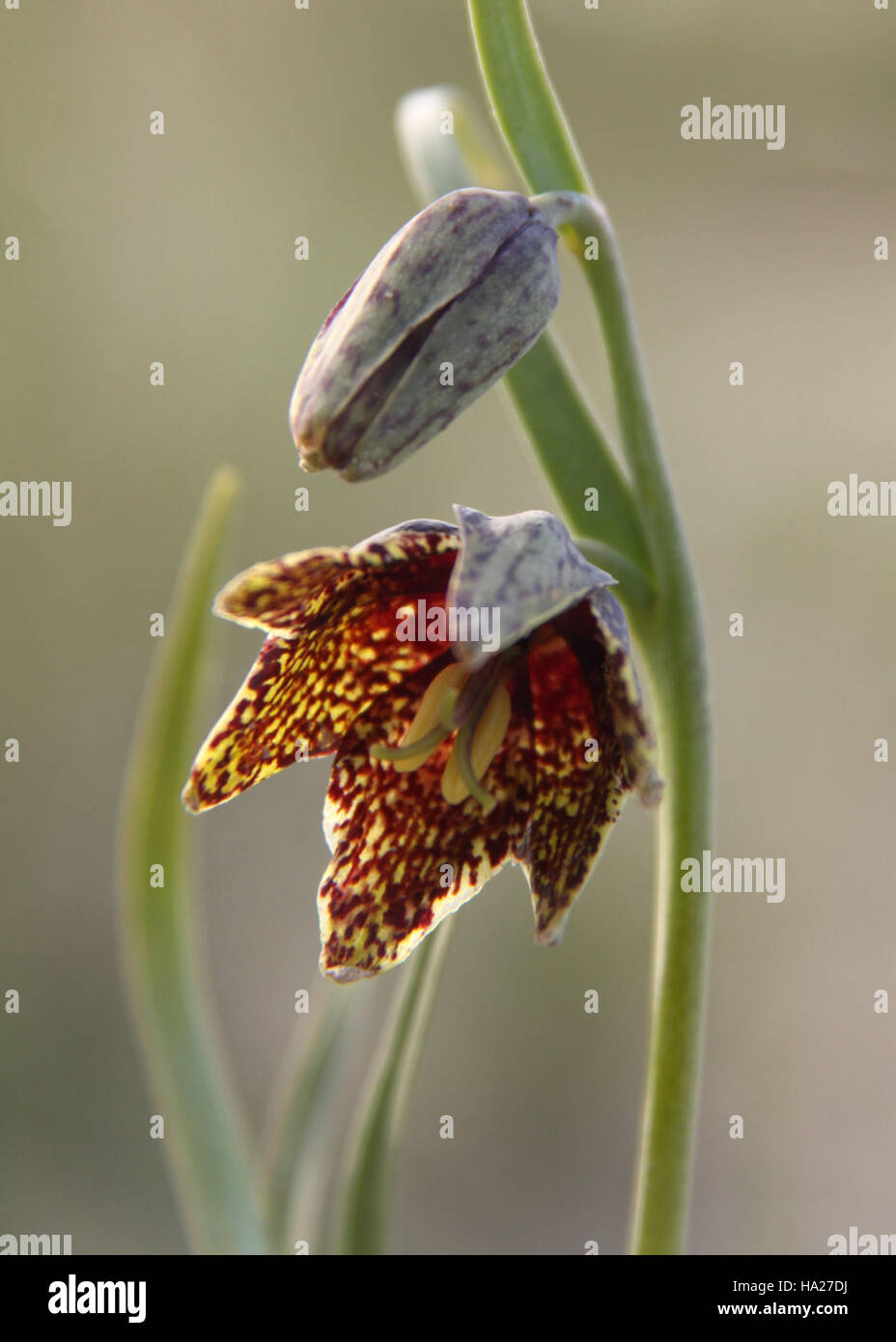 Die Leopardenlilie (Lilium pardalinum), die im Badlands-Nationalpark gefunden wird, ist eine einzigartige Art, die für ihre auffälligen gefleckten Blütenblätter bekannt ist. Diese Pflanze trägt zur reichen Artenvielfalt des Parks bei, trägt zur vielfältigen Flora bei und unterstützt die Gesundheit des lokalen Ökosystems. Stockfoto